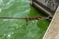 Old rusty boat chain, over green water at the dock, with sea level indicator in background. Royalty Free Stock Photo