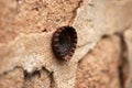 Old rusty bottle cap isolated