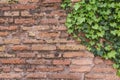 Old rusty brick wall texture with cute green ivy leaves as background Royalty Free Stock Photo