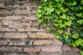 Old rusty brick wall texture with green ivy leaves as background Royalty Free Stock Photo