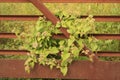 Old rusty bridge with vines growing with flowers.