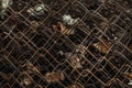 Old rusty brown mesh background. Metal mesh fence in dry leaves close up. Grunge vintage texture