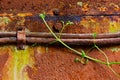 Old rusty cable and young leaves of the ivy Royalty Free Stock Photo