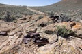 Old rusty cans abandoned in the desert