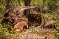 Old Rusty Car in Australian Bush