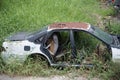 Old rusty car wreck integrating itself into nature Royalty Free Stock Photo