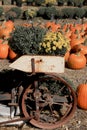 Old rusty cart with flower pots in the pumpkin farm