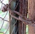 Old rusty chain as a lock on an old gate Royalty Free Stock Photo