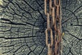 Old rusty chain on wooden texture background Royalty Free Stock Photo