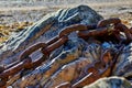 Old rusty chains on a rock at Bonne Nuit Royalty Free Stock Photo