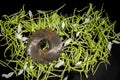 Old rusty circular saw blade and green grass Royalty Free Stock Photo