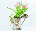 Old rusty coffee maker like vase with tulips. Spring concept