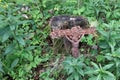 Old rusty cross lost in the woods