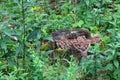 Old rusty cross lost in the woods