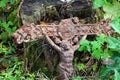 Old rusty cross lost in the woods