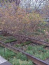 Old rusty disused railway track become overgrown. Royalty Free Stock Photo