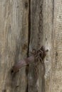 Old rusty door lock with a chain Royalty Free Stock Photo