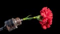 Old rusty drill head and carnation on a black background