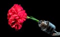 Old rusty drill head and carnation on a black background