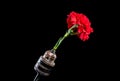 Old rusty drill head and carnation on a black background