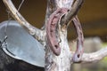 Old rusty horseshoe on a tree Royalty Free Stock Photo