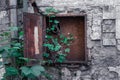 Old rusty hydrant with no hose and a green bush growing through it on a facade of very old abandoned building falling apart