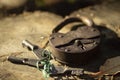 Old Rusty Iron Barn Vintage Antique Lock with Keys Royalty Free Stock Photo