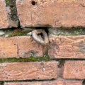 Old rusty iron hook in a brick wall Royalty Free Stock Photo