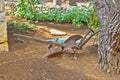 Old rusty iron plow view