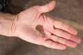 Old rusty key in hand. Vintage key in open hand palm. Owner holding house key. Security and safety concept. Royalty Free Stock Photo