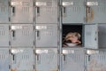 Old rusty lockers with one opened Royalty Free Stock Photo