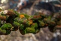 A rusty metal chain covered with moss