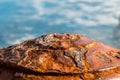 Old rusty metal corroded pier bollard