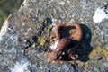 Rusty Metal Hook on Stone Surface Royalty Free Stock Photo