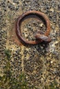 Old Rusty Metal Ring at the Harbor Royalty Free Stock Photo