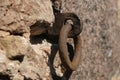 old rusty metal ring mounted in the wall close-up photo Royalty Free Stock Photo