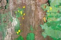 Old rusty metal surface covered with several layers of peeling brown and green paint with the remains of a yellow paintball