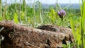 Old rusty metal thing lying on the nature Royalty Free Stock Photo