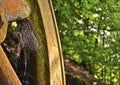 Old rusty metal wheel in nature with a spider web inside Royalty Free Stock Photo