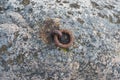 Old and rusty mooring ring for ships fixing. Royalty Free Stock Photo