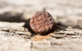 Old rusty nail. macro Royalty Free Stock Photo