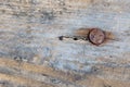 Old rusty nail in an old wooden board macro shot Royalty Free Stock Photo