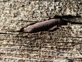 Old rusty nail in the piece of wood. macro Royalty Free Stock Photo