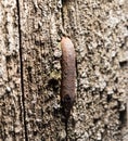 Old rusty nail in the piece of wood. macro Royalty Free Stock Photo