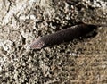 Old rusty nail in the piece of wood. macro Royalty Free Stock Photo