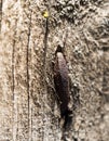 Old rusty nail in the piece of wood. macro Royalty Free Stock Photo