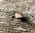 Old rusty nail in the piece of wood. macro Royalty Free Stock Photo