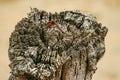 Old rusty nail on a very old timber post