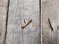 old, rusty nails on a wooden board Royalty Free Stock Photo