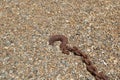 Old rusty orange brown nautical chain with hook lying on shingle beach Royalty Free Stock Photo